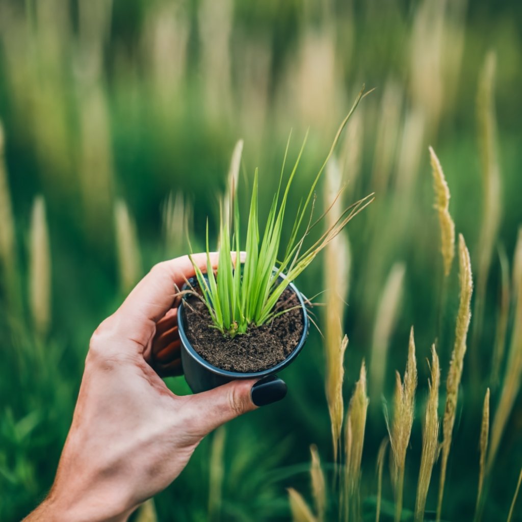 6 Pro Tips for Rapid Grass Growth