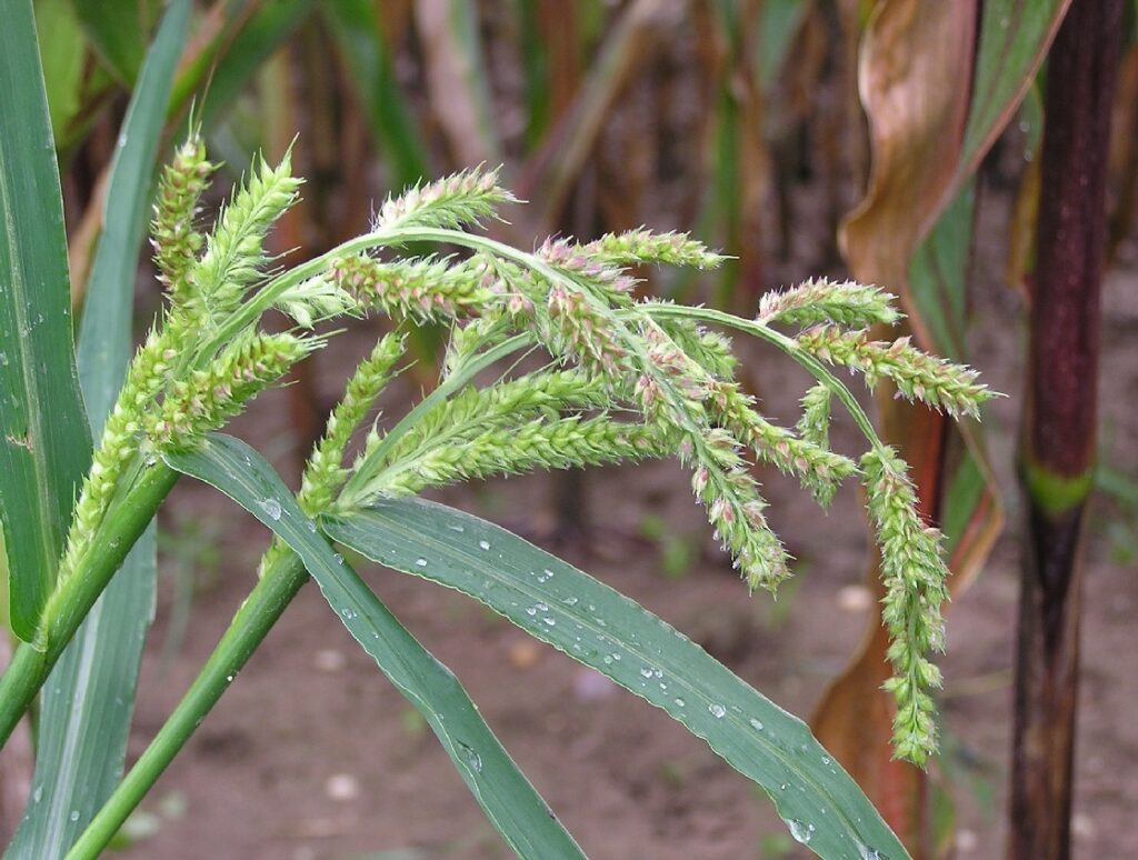 Barnyard Grass