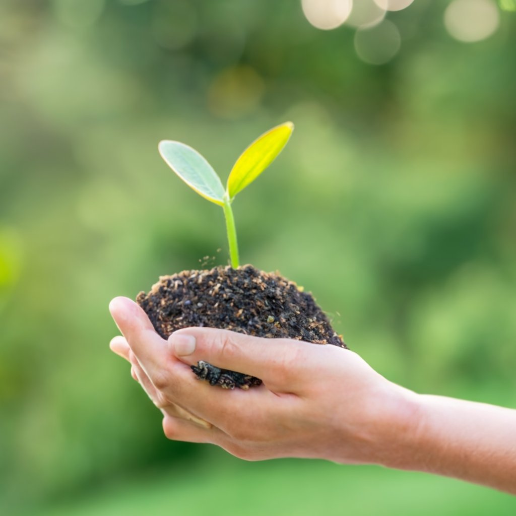  Grass Seed Germination