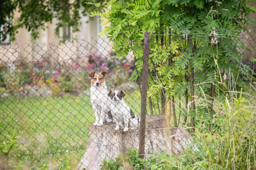 5 cheapest way to fence a yard for dogs