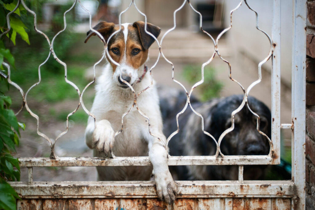 5 cheapest way to fence a yard for dogs