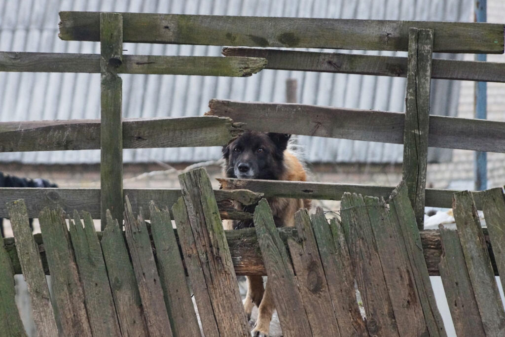 5 cheapest way to fence a yard for dogs