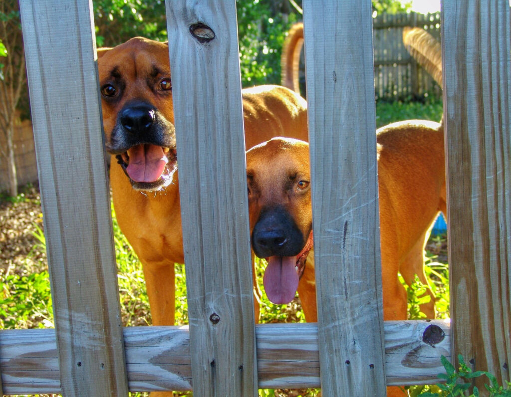 5 cheapest way to fence a yard for dogs