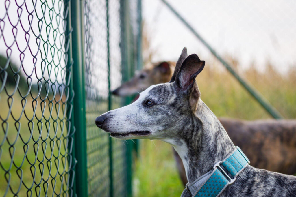 5 cheapest way to fence a yard for dogs